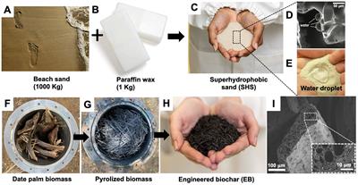 Superhydrophobic sand mulch and date palm biochar boost growth of Moringa oleifera in sandy soils via enhanced irrigation and nutrient use efficiency